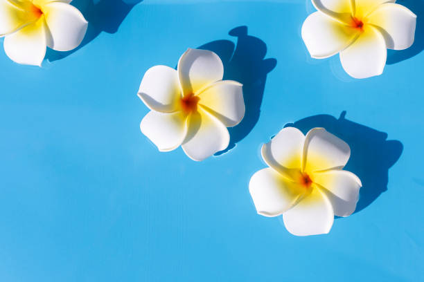 istock Tropical flowers on a blue water background. Top view, flat lay 1338502890