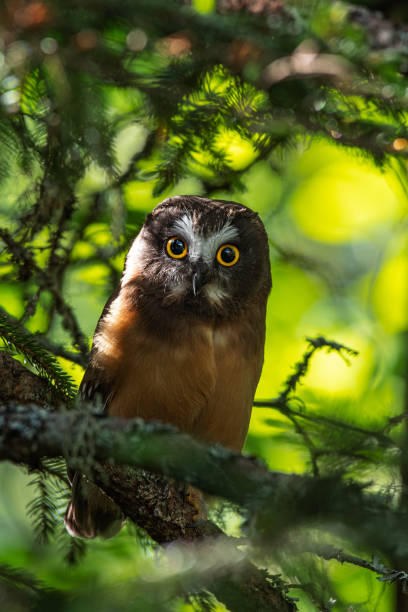 istock Juvenile northern saw whet owl 1338503164