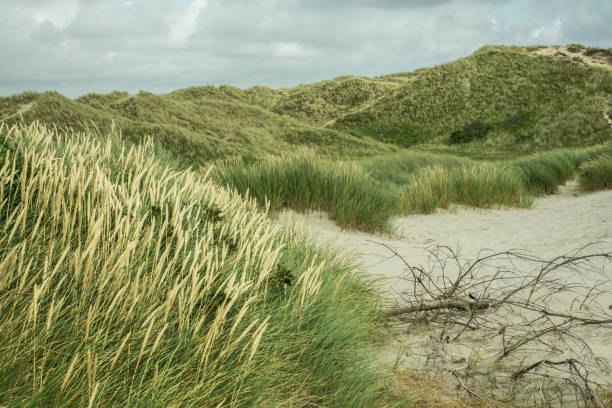 istock North Sea dunes with beach grass 1338503827