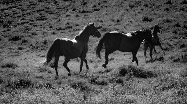 istock Horses running wild and free on the grass. 1338503914
