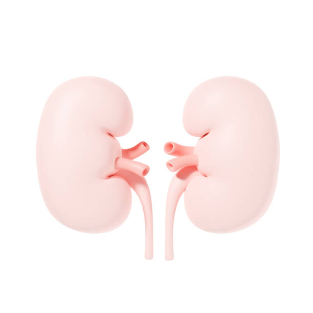 Human kidneys stock photo