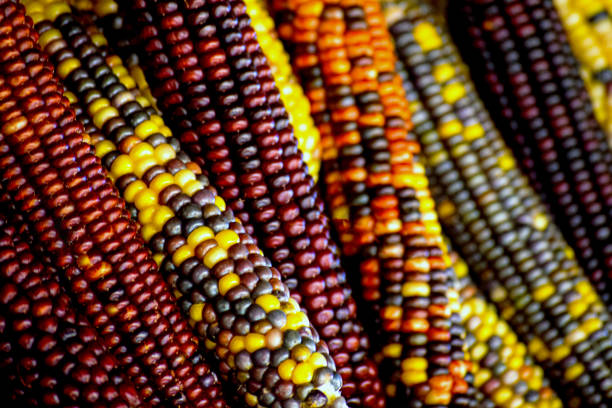 milho indiano de outono multicolorido - indian corn - fotografias e filmes do acervo