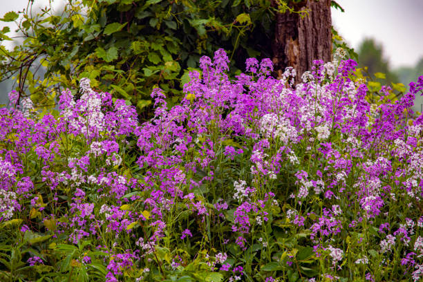 istock Pink flowers blooming in the spring Season 1338505477