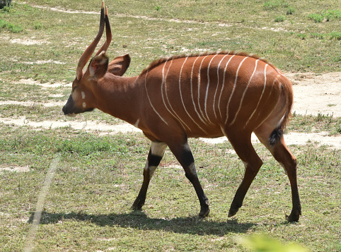 Bongo antelope of Africa -- captive animal