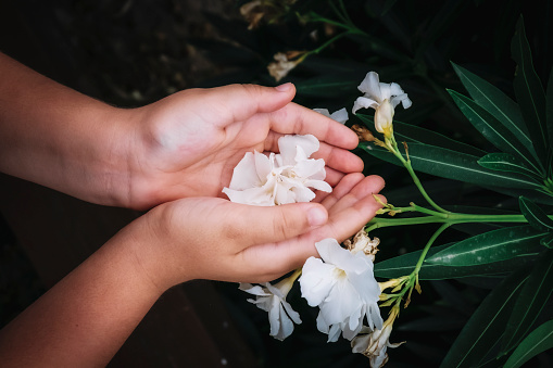 hands of a girl holding delicately frangipani or bunga kamboja or plumeria flowers with green leaves in the background. Amazing white flowers.