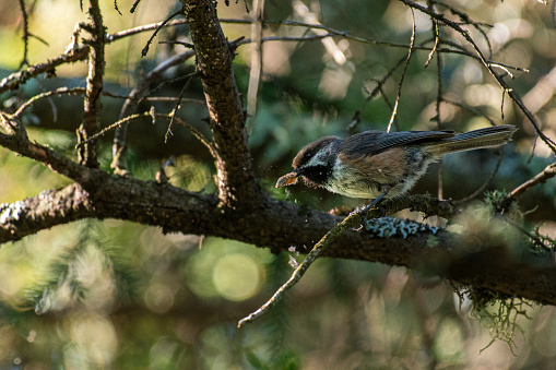 A boreal chickadee catches a moth in the mountains of New Hampshire