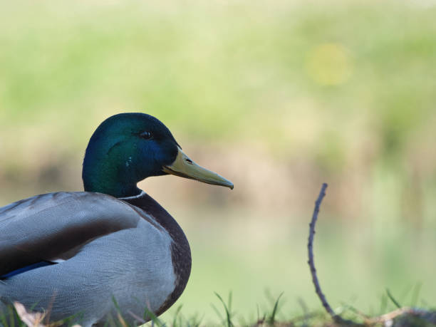 istock Selective focus shot of a mallard duck onshore during daylight 1338508223