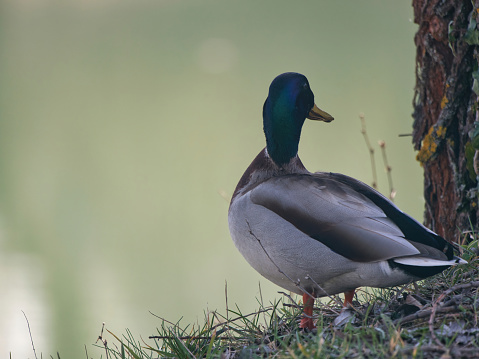 Selective focus shot of a mallard duck onshore during daylight