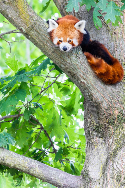 istock Red panda - Ailurus Fulgens - portrait. Cute animal resting lazy on a tree. 1338508417