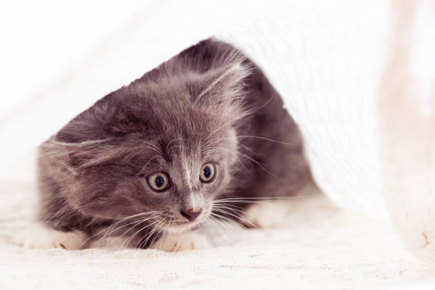 istock kitten playing in bed, cute grey cat in a blanket, pretty small kitty 1338508539