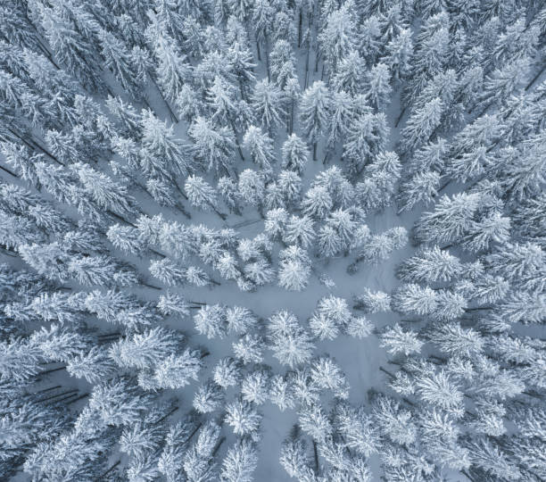 istock Aerial View On Winter Forest 1338509912