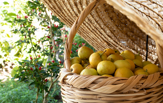 apple fruit in basket