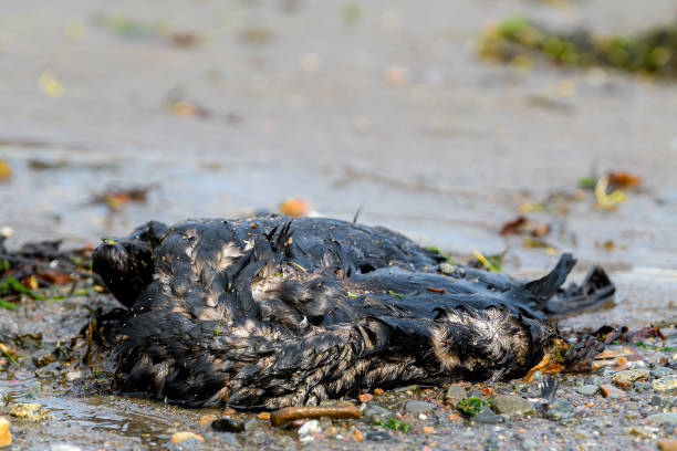 pájaro cubierto de aceite muerto en una playa - accident animal bird animal body fotografías e imágenes de stock