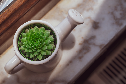 Succulent cactus growing in pots on the windowsill