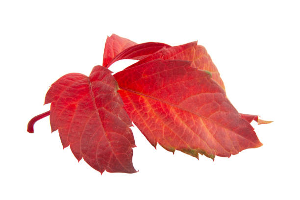 fall color