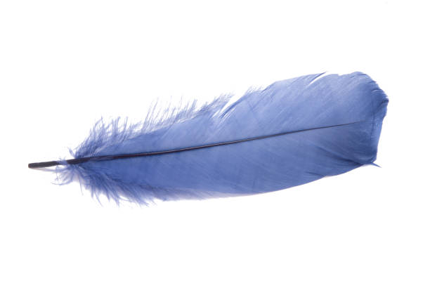istock Fluffy bird feather decorative style in studio isolated on the white 1338512818