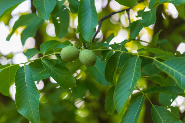 dos nueces en una cáscara verde en un árbol - walnut tree walnut nut branch fotografías e imágenes de stock