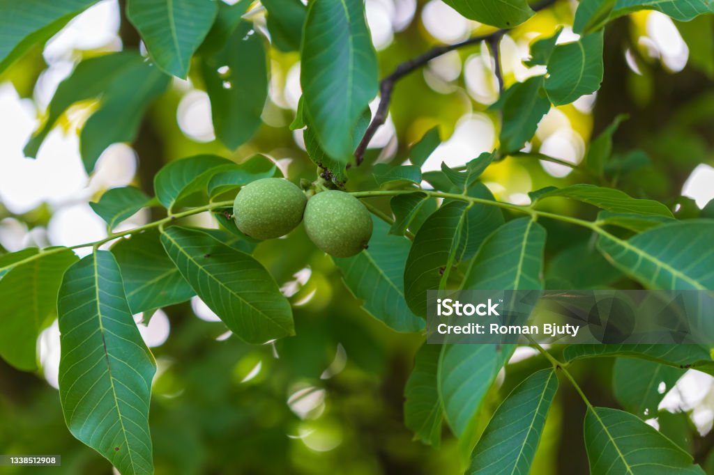 Two nuts in a green peel on a tree Two nuts in a green peel on a tree. Walnut Tree Stock Photo