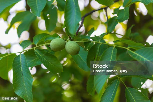 Two Nuts In A Green Peel On A Tree Stock Photo - Download Image Now - Walnut Tree, Walnut, Tree