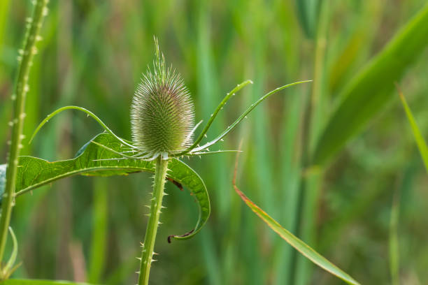 Wild thistle flower in the meadow. The background is green.