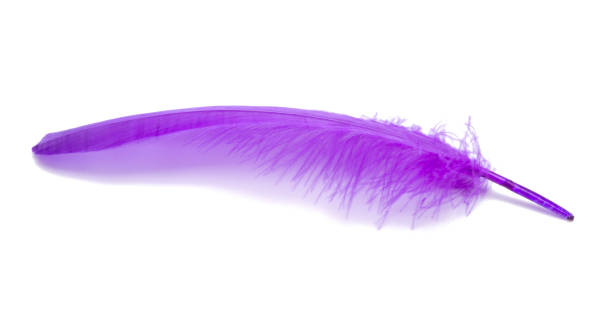 istock Fluffy bird feather violet color in studio isolated on the white 1338513026