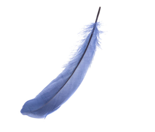 istock Fluffy blue bird feather decorative style in studio isolated on the white 1338513038