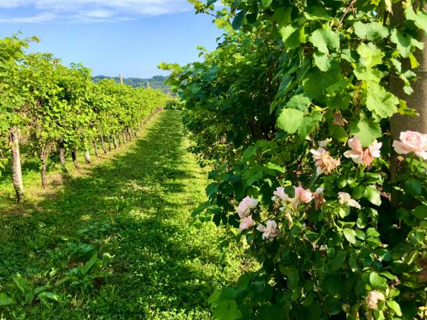 istock Prosecco vineyards in Pederobba 1338513394