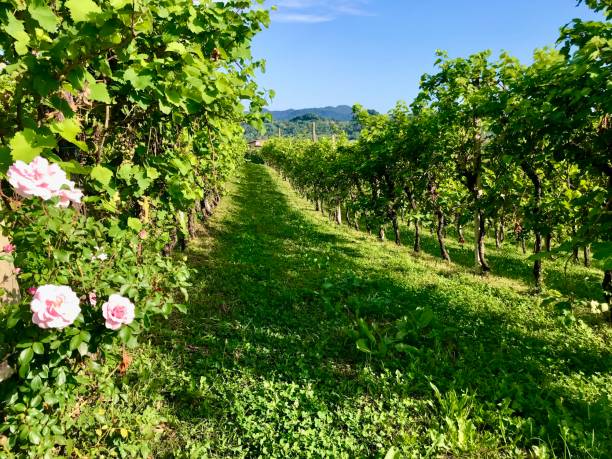 istock Prosecco vineyards in Pederobba 1338513396