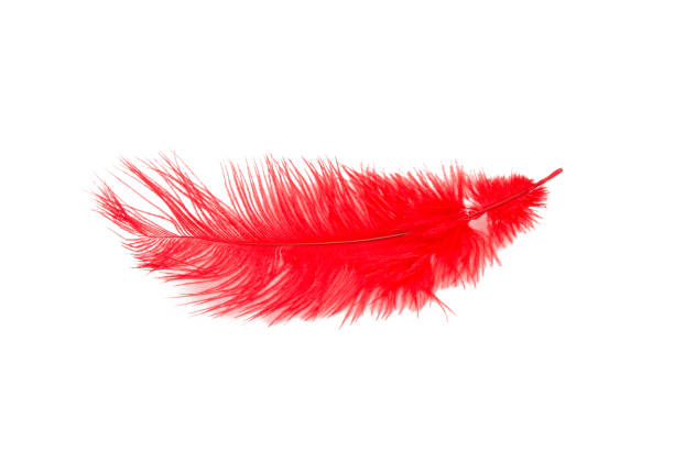 istock fluffy feather in red color isolated on the white 1338514230