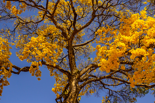 A large and beautiful ipe with yellow flowers, with a blue sky in the background.