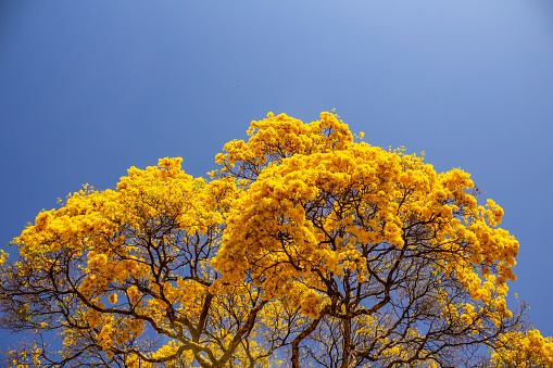 A large and beautiful ipe with yellow flowers, with a blue sky in the background.