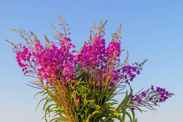 Bouquet of wild magenta flowers Rosebay willowherb or Chamaenerion angustifolium or Ivan-tea against blue sky background