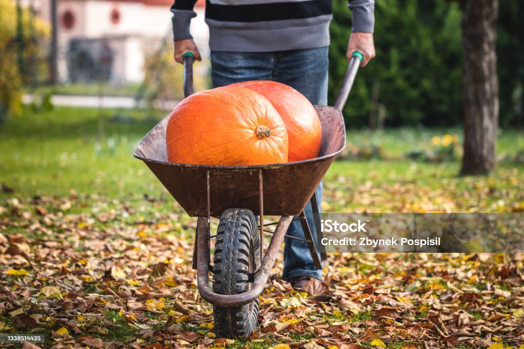 Harvesting pumpkins Man pushing wheelbarrow with harvested pumpkin. Autumn harvest in organic garden Adult Stock Photo