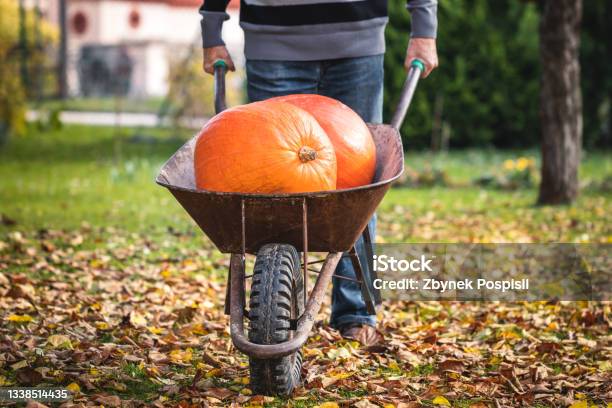 Harvesting Pumpkins Stock Photo - Download Image Now - Adult, Adults Only, Agricultural Activity