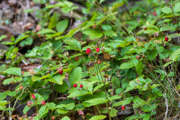 istock Red wild strawberries. The background is green 1338514479