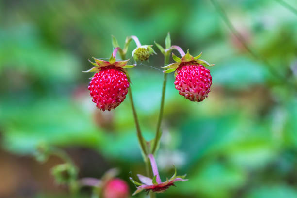 istock Red wild strawberries. The background is green 1338514491