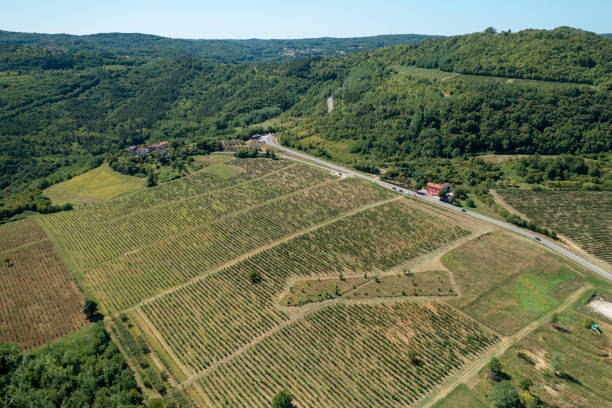 Beautiful vineyards near the medieval town of Motovun with a small village in the background, shot from a drone with an angled view stock photo