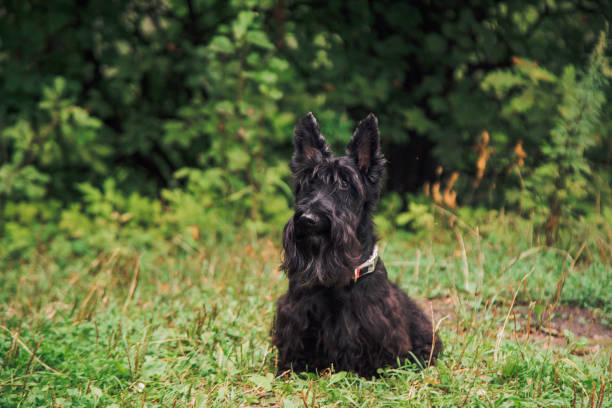 istock Scotch Terrier on a walk in the park. 1338514631