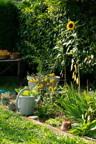 vegetable garden turned into a beautiful green natural background