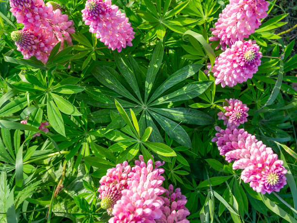 istock Blooming pink Lupine flowers 1338515635