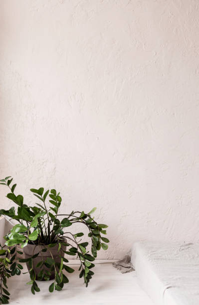 istock green plant in the interior 1338516215