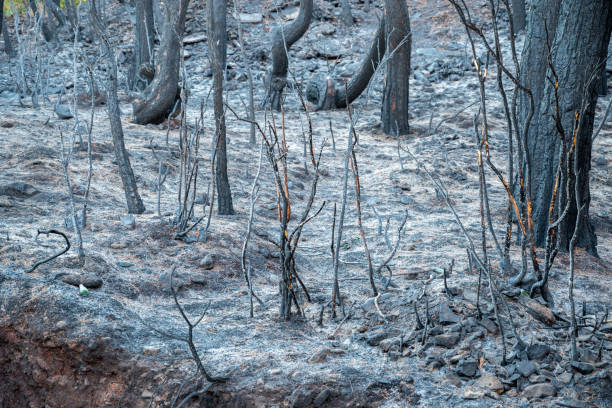 istock Burnt bushes and branches after a forest fire 1338516445
