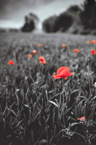 istock Poppy flowers 1338517290