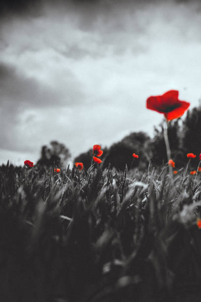 istock Poppy flowers 1338517306