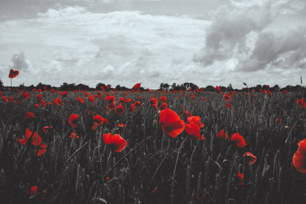 istock Poppy flowers 1338517379