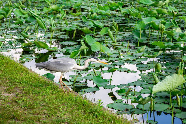istock A great blue heron is looking into the water of a pond 1338517902