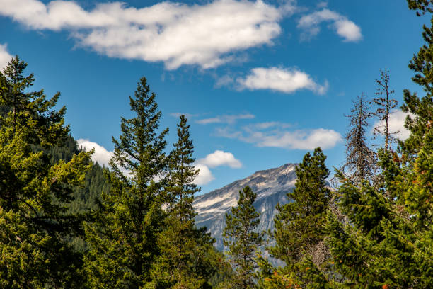 istock Trees and Mountain View Along the North Cascade Highway in Washington State 1338519079