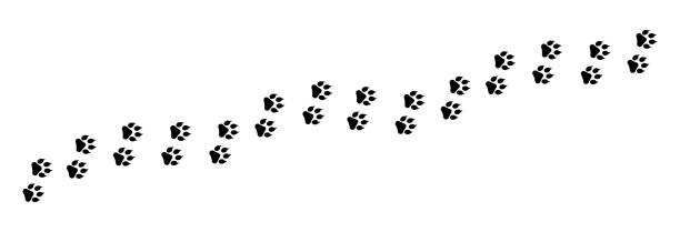 paw foot print vector illustration. paw  trail isolated on white background. - 哈士奇 幅插畫檔、美工圖案、卡通及圖標