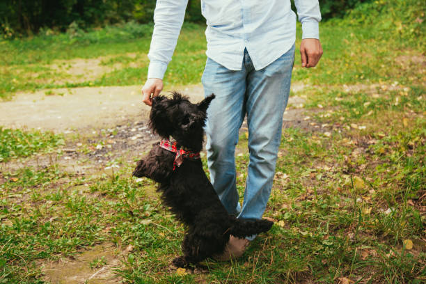 istock Scotch Terrier on a walk in the park. 1338520016