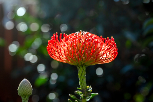 Red Pincushion flower and bud, dark background with copy space, full frame horizontal composition